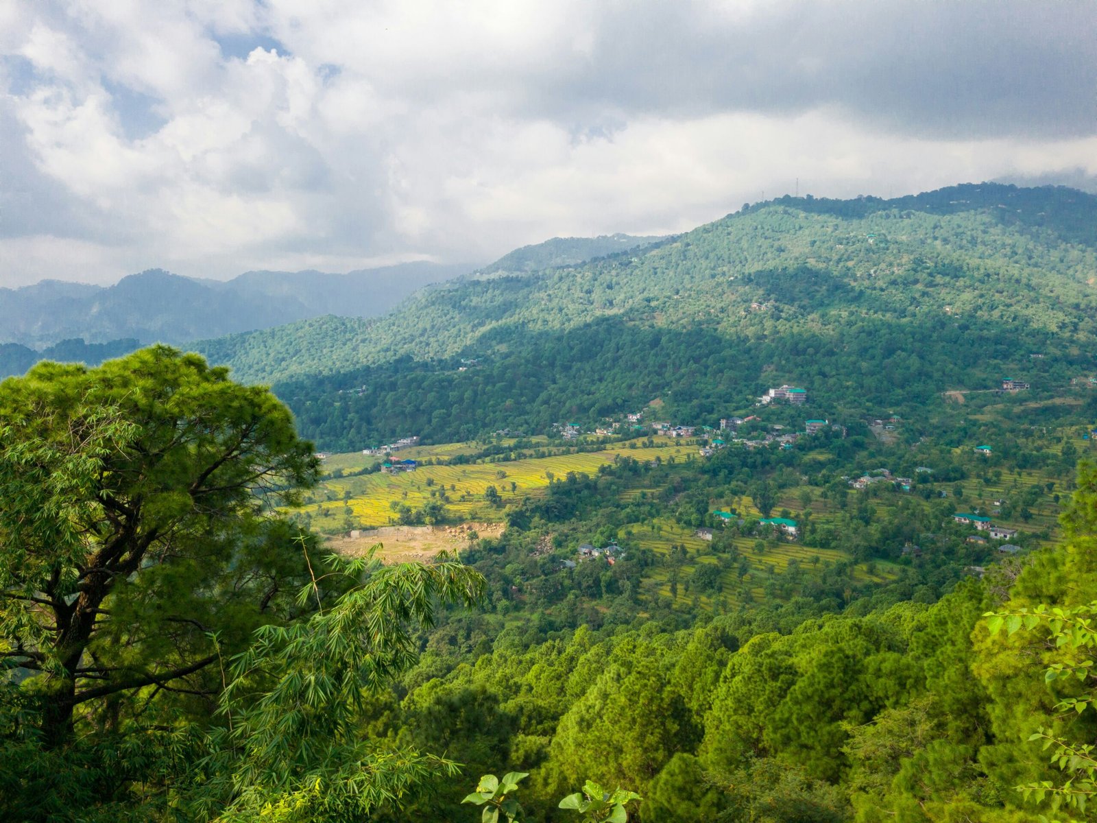 a lush green forest filled with lots of trees