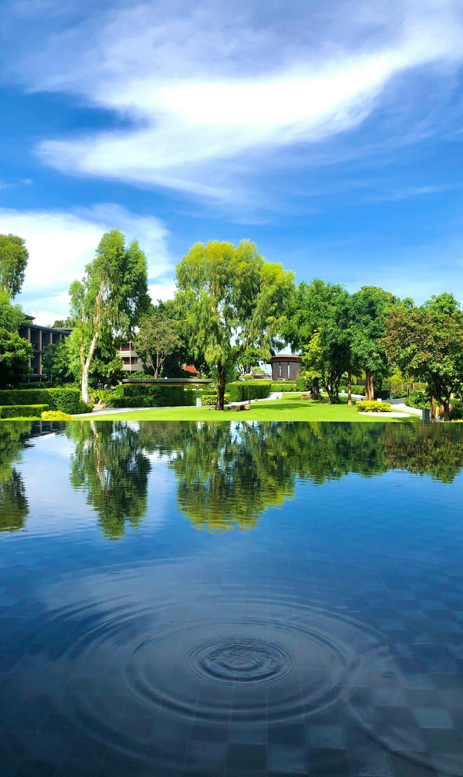 green trees near body of water during daytime