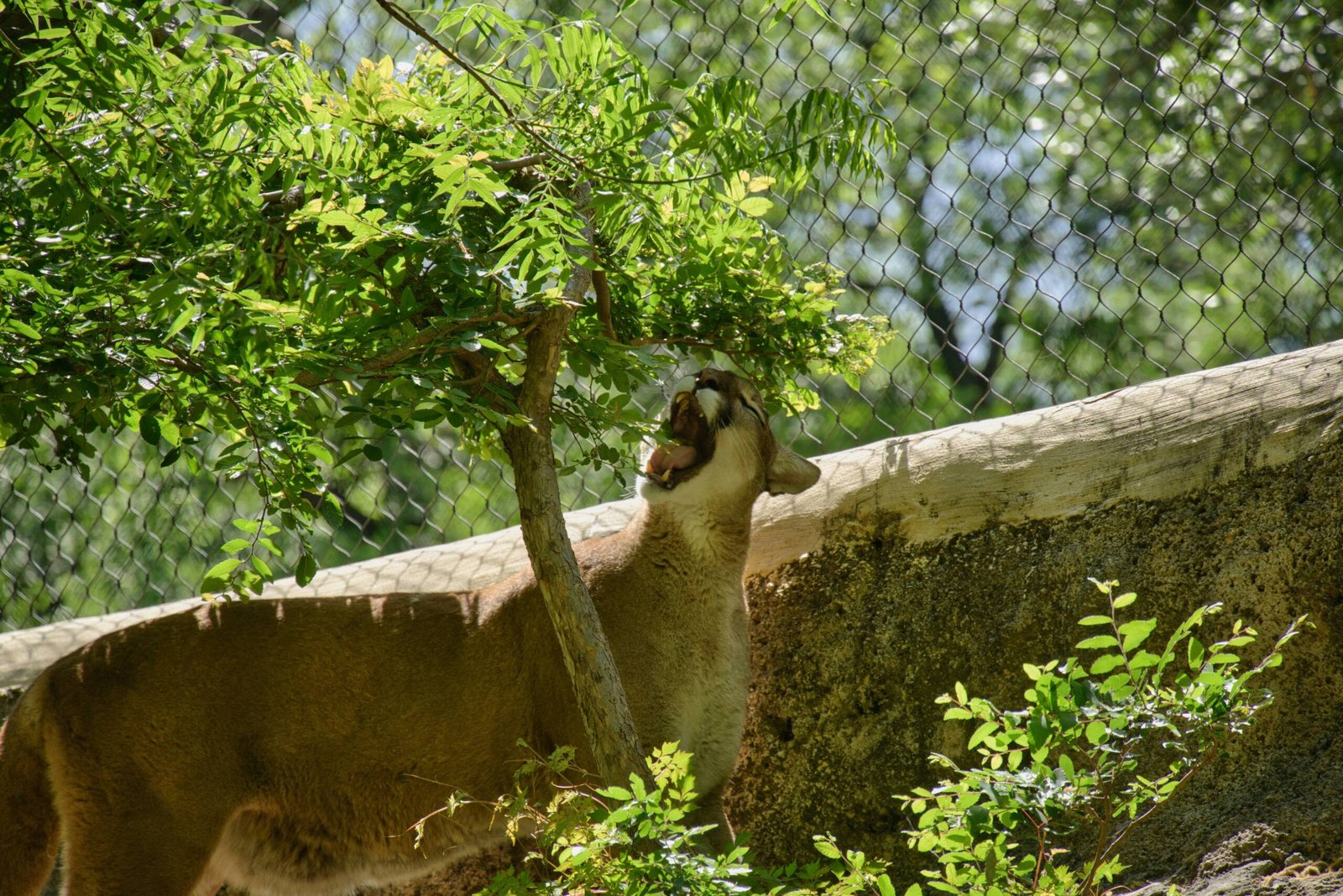 a couple of animals standing next to a tree