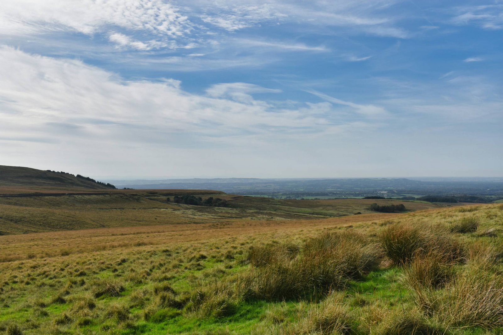 a grassy field with a blue sky in the background