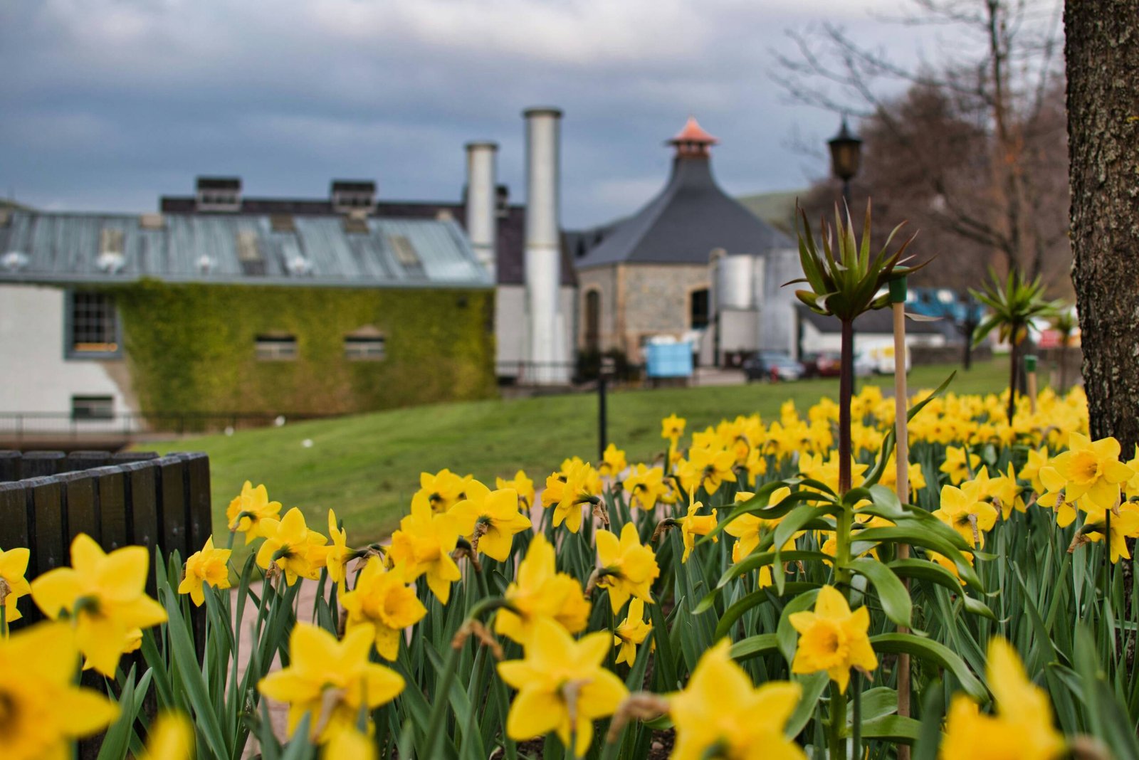 yellow daffodils in bloom near brown house during daytime